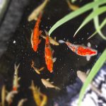 cinoche73